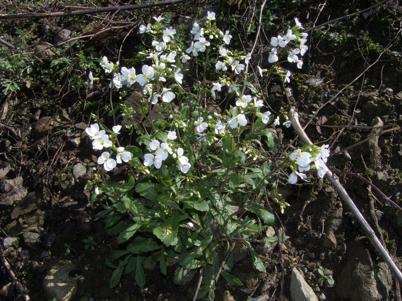 Arabis alpina subsp. caucasica / Arabetta del Caucaso